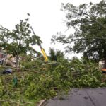 Damaged Trees