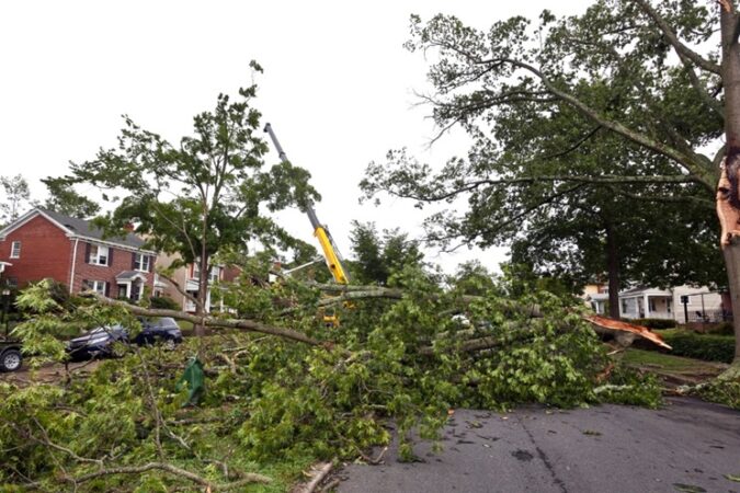 Damaged Trees