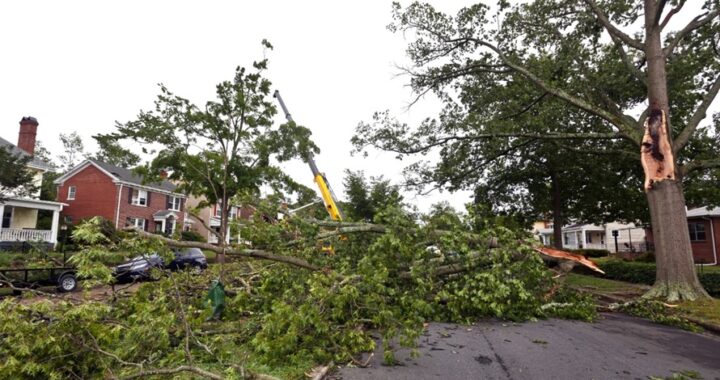 Damaged Trees