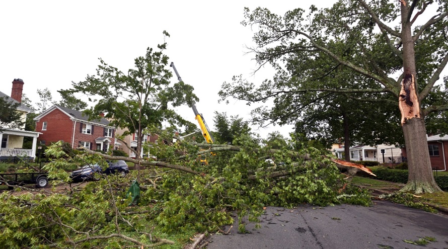 Damaged Trees