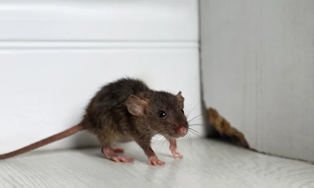 What Happens When Rodents Learn Your Home’s Weak Spots